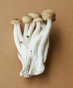 Buy A+ Magic Mushrooms