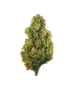 Abacus Strain for Sale