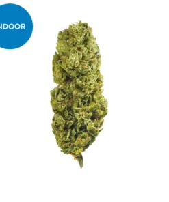 Buy Lemon Drop Strain